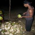 A Fresh Coconut (bangalore_100_1850.jpg) South India, Indische Halbinsel, Asien